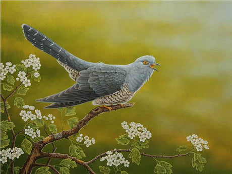 A_Cuckoo-on-hawthorn