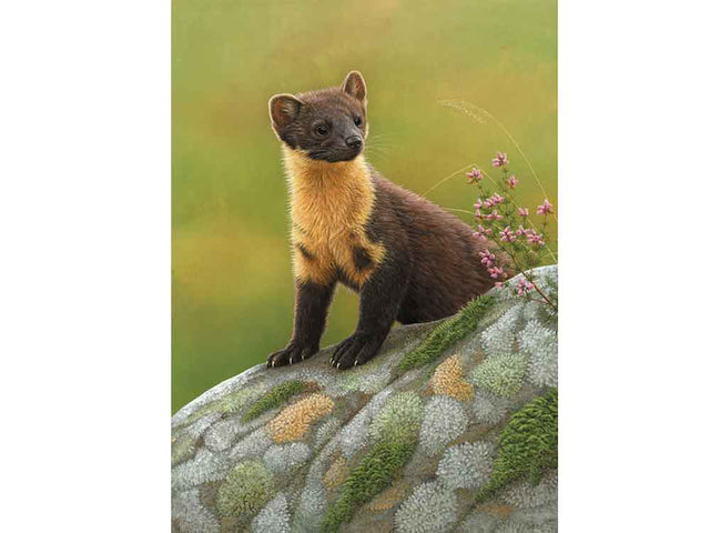 A_Pine-Marten-Ardnamurchan