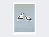 Avocets-Perfect-Pair-Print-Loose-Print-Only