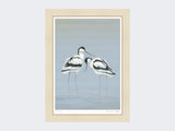 Avocets-Perfect-Pair-Print-Mounted-Print-Only