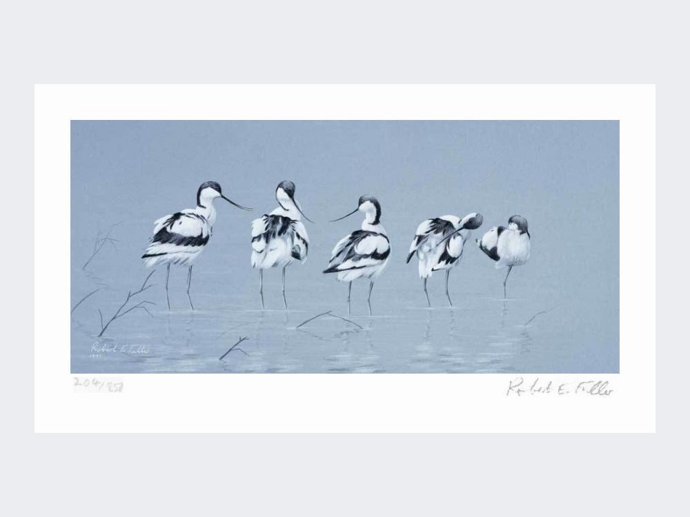 Avocets-Print-Loose-Print-Only