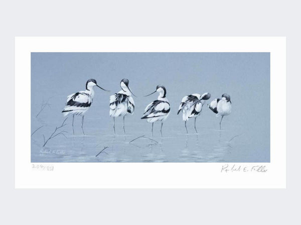 Avocets | Limited Edition Art Print