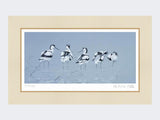 Avocets-Print-Mounted-Print-Only