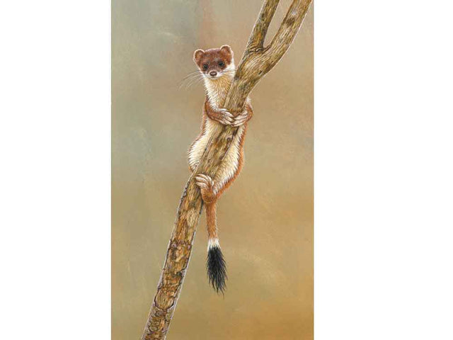 B-Stoat-in-Balance