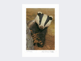 Badger-on-the-Lookout-Loose-Print-Only