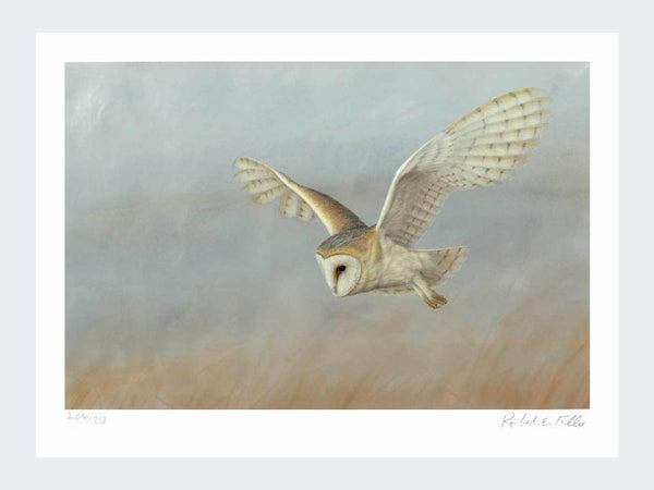 Barn Owl on Lookout | Limited Edition Art Print