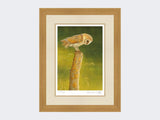 Barn-Owl-at-Burdale-Print-Light-Oak