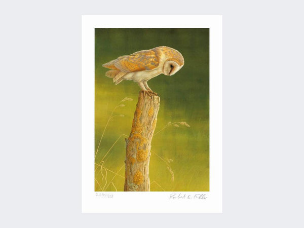 Barn Owl at Burdale | Limited Edition Art Print