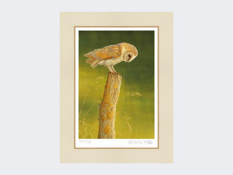 Barn-Owl-at-Burdale-Print-Mounted-Print-Only