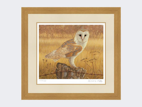 Barn-Owl-at-Rest-Print-Light-Oak