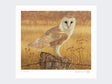 Barn-Owl-at-Rest-Print-Loose-Print-Only