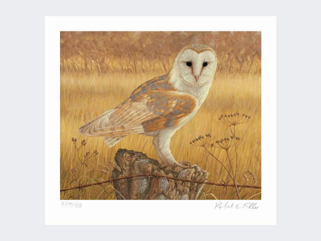 Barn-Owl-at-Rest-Print-Loose-Print-Only