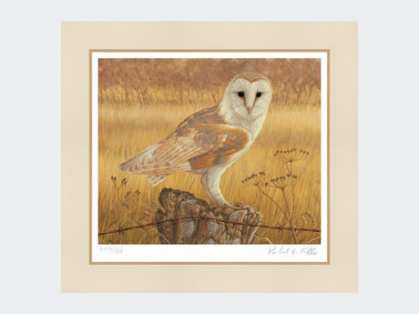 Barn-Owl-at-Rest-Print-Mounted-Print-Only