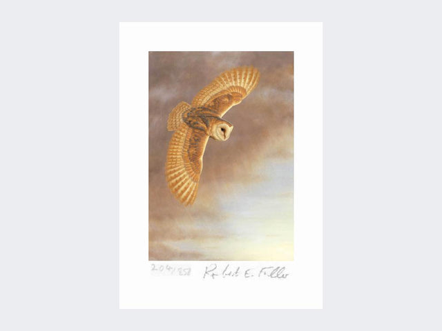 Barn-Owl-in-Flight-Limited-Edition-Print-Loose-Print-Only