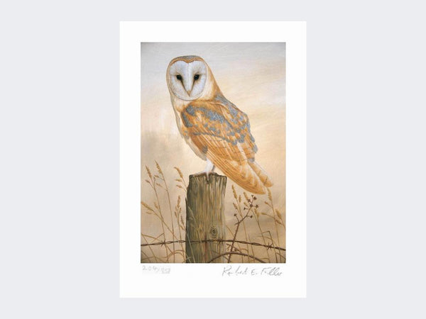 Barn Owl on Fence Post | Limited Edition Art Print