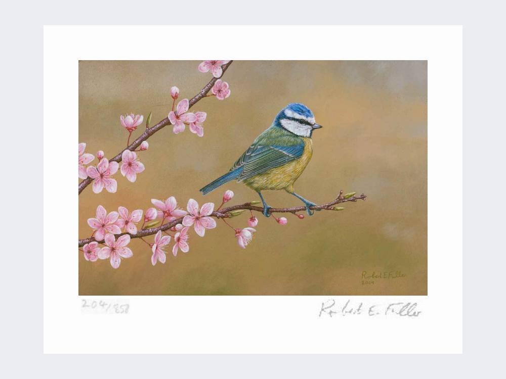 Blue-Tit-on-Cherry-Blossom-Print-Loose-Print-Only