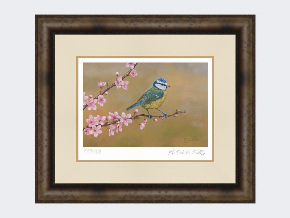 Blue-Tit-on-Cherry-Blossom-Print-Medium-Dark-Grey-Burr