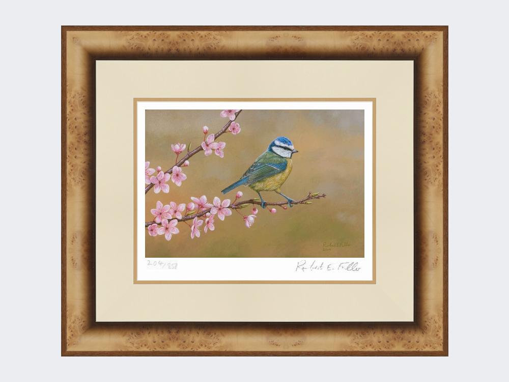 Blue-Tit-on-Cherry-Blossom-Print-Medium-Light-Burr