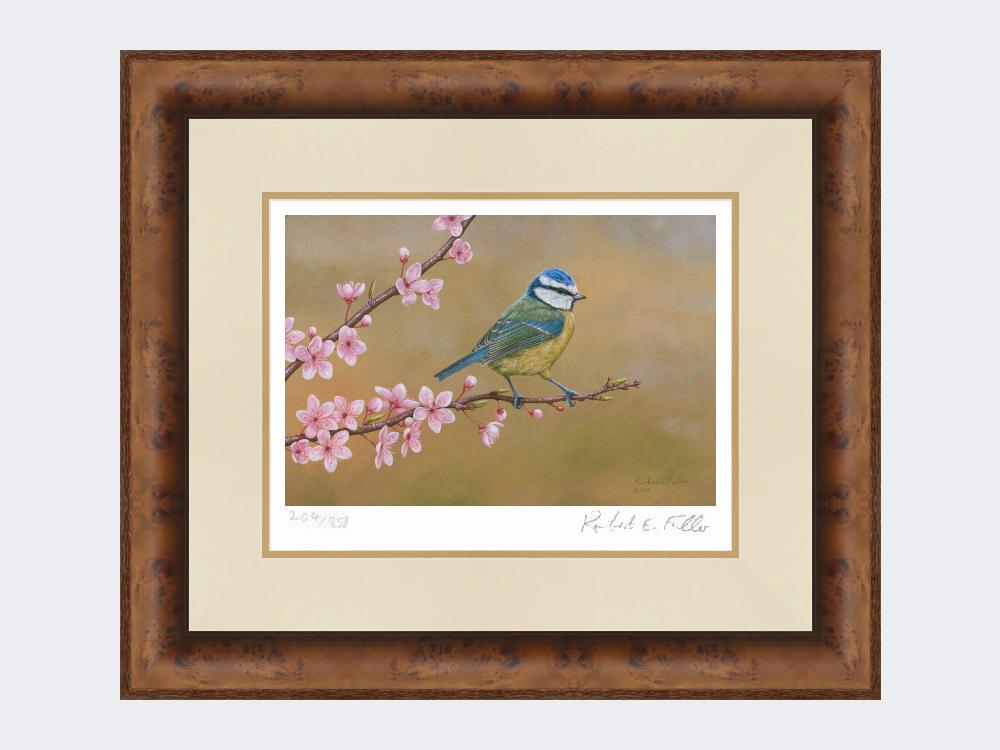 Blue-Tit-on-Cherry-Blossom-Print-Medium-Walnut-Burr