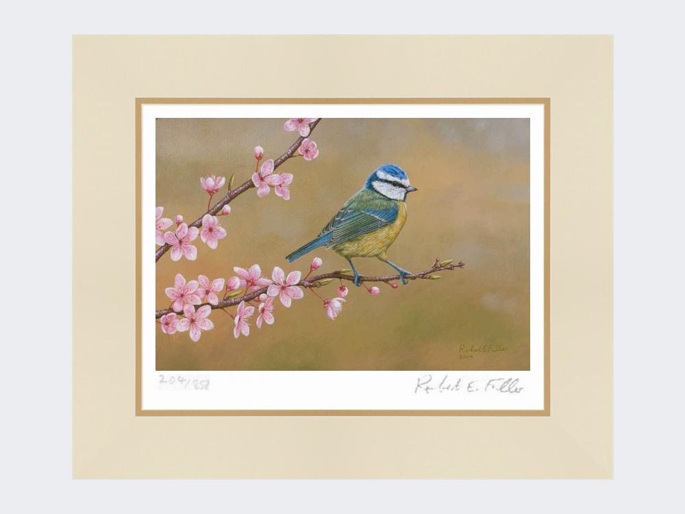 Blue-Tit-on-Cherry-Blossom-Print-Mounted-Print-Only