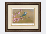 Blue-Tit-on-Cherry-Blossom-Print-Small-Dark-Grey-Burr