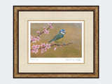 Blue-Tit-on-Cherry-Blossom-Print-Small-Light-Burr