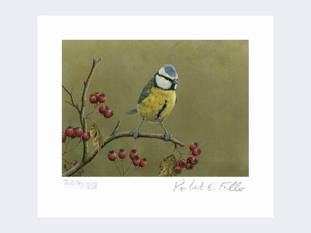 Blue-Tit-on-Lookout-Print-Loose-Print-Only