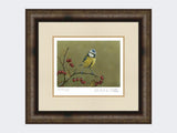 Blue-Tit-on-Lookout-Print-Medium-Dark-Grey-Burr