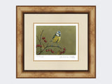 Blue-Tit-on-Lookout-Print-Medium-Light-Burr