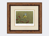 Blue-Tit-on-Lookout-Print-Medium-Walnut-Burr