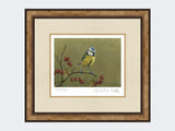 Blue-Tit-on-Lookout-Print-Small-Light-Burr