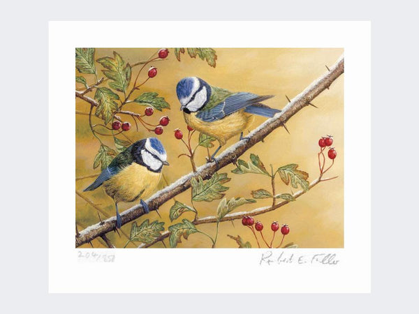 Blue Tits | Limited Edition Art Print