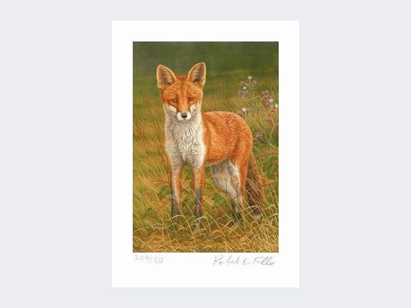 Briar Fox | Limited Edition Art Print