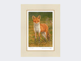 Briar-Fox-Print-Mounted-Print-Only