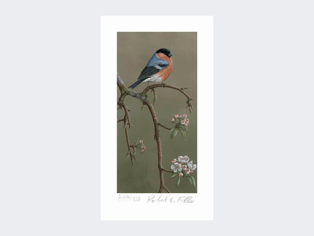 Bullfinch-on-Blossom-Print-Loose-Print-Only