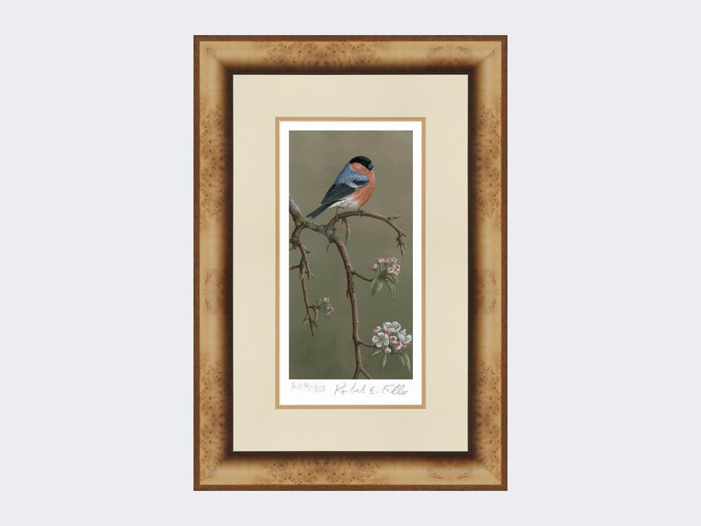 Bullfinch-on-Blossom-Print-Medium-Light-Burr