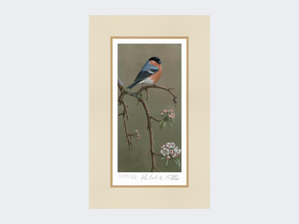 Bullfinch-on-Blossom-Print-Mounted-Print-Only