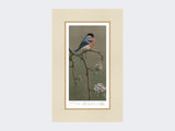 Bullfinch-on-Blossom-Print-Mounted-Print-Only