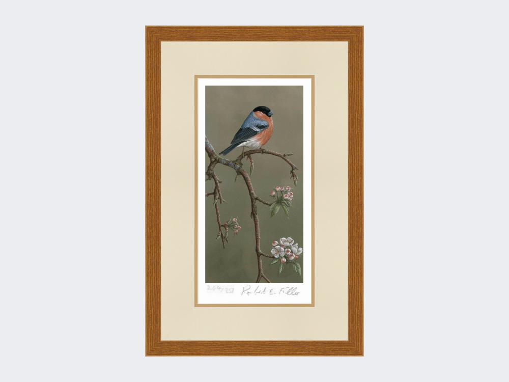 Bullfinch-on-Blossom-Print-Rustic-Country