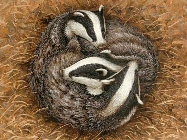 Badgers Sleeping Circle | Pack of 5 Christmas cards