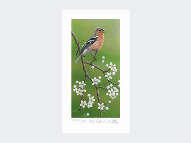 Chaffinch-on-Blackthorn-Print-Loose-Print-Only