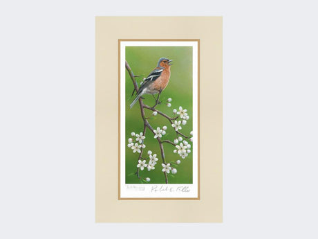 Chaffinch-on-Blackthorn-Print-Mounted-Print-Only