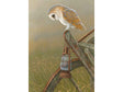 Christmas-Card-Barn_Owl_storm-Lamp