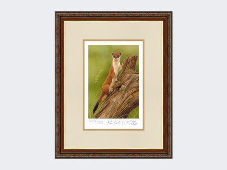 Climbing-Stoat-Print-Harvest-Twist