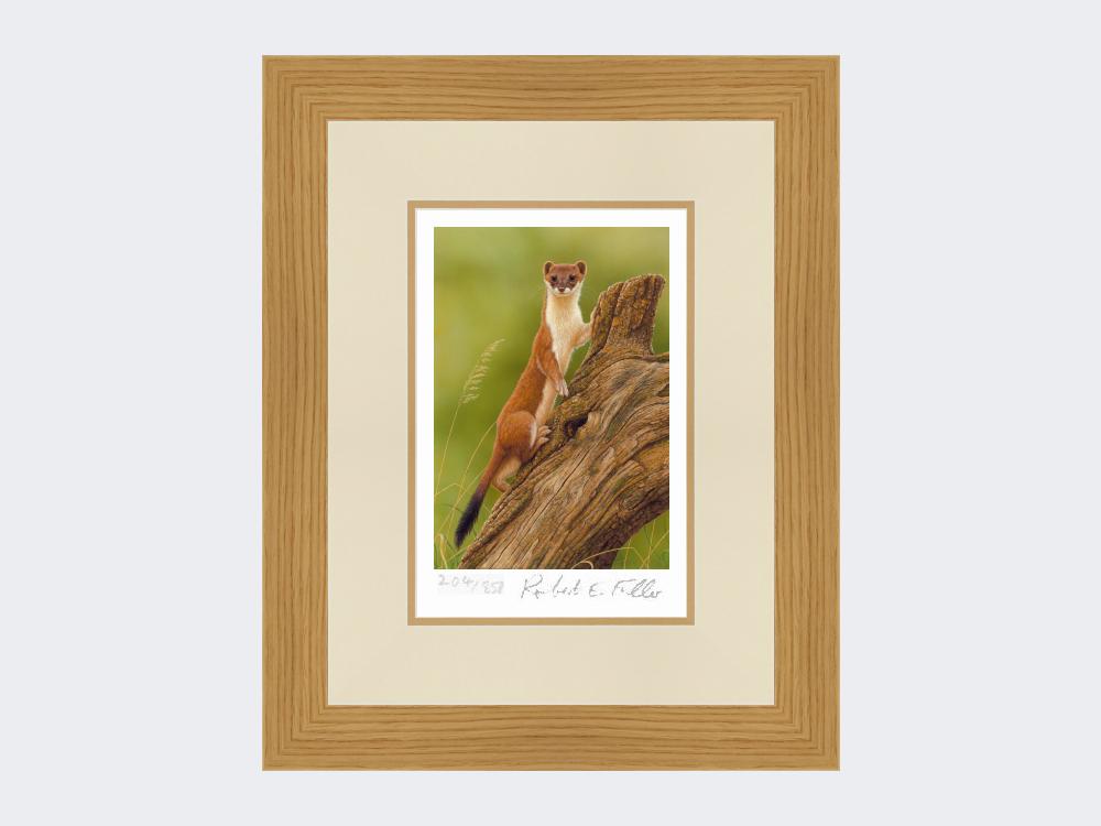 Climbing-Stoat-Print-Light-Oak