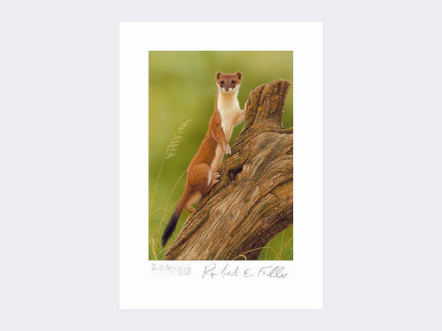 Climbing-Stoat-Print-Loose-Print-Only