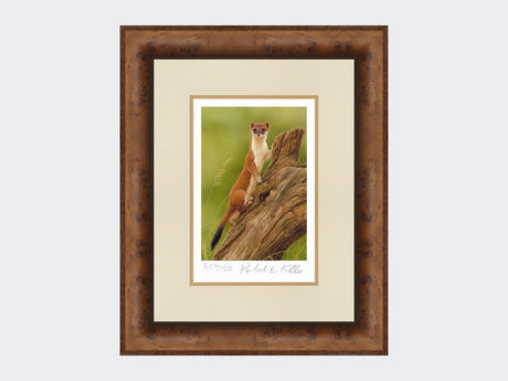 Climbing-Stoat-Print-Medium-Walnut-Burr