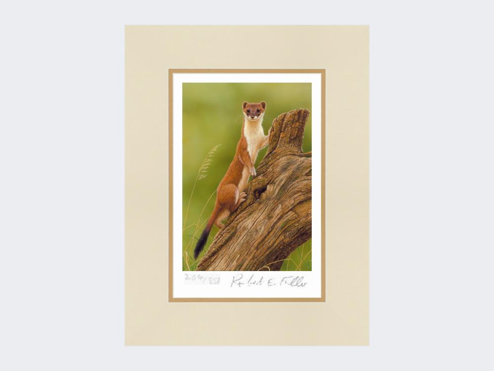 Climbing-Stoat-Print-Mounted-Print-Only