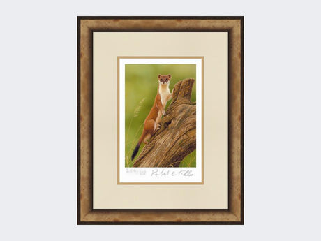 Climbing-Stoat-Print-Small-Light-Burr