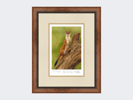 Climbing-Stoat-Print-Small-Walnut-Burr